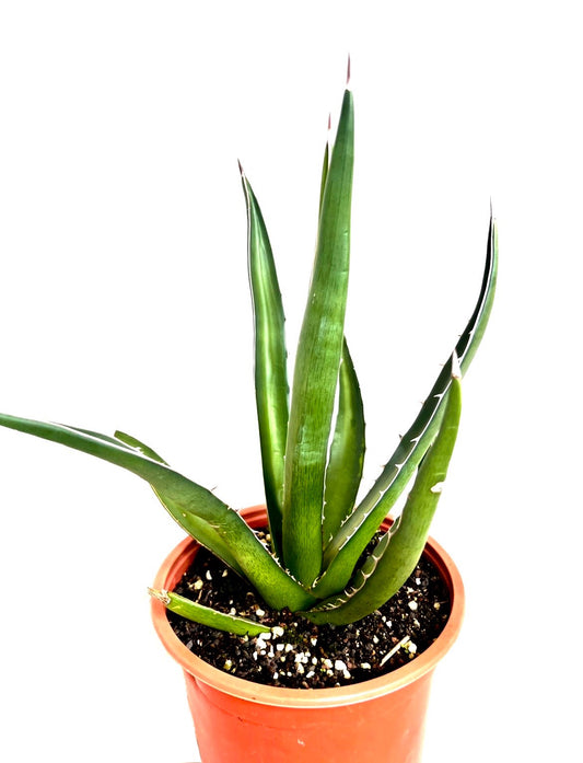 Agave lechuguilla
