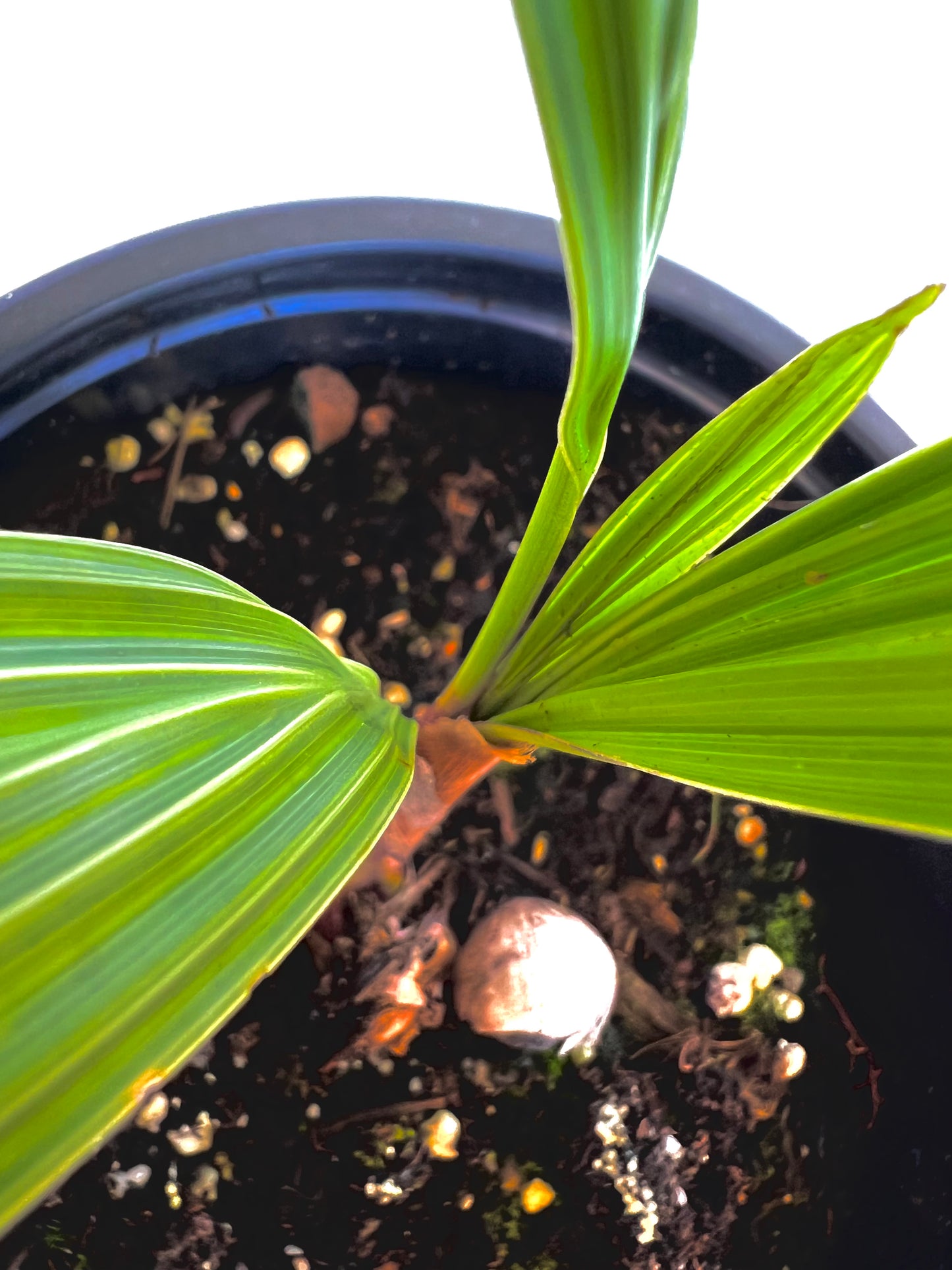 Beccariophoenix Alfredii