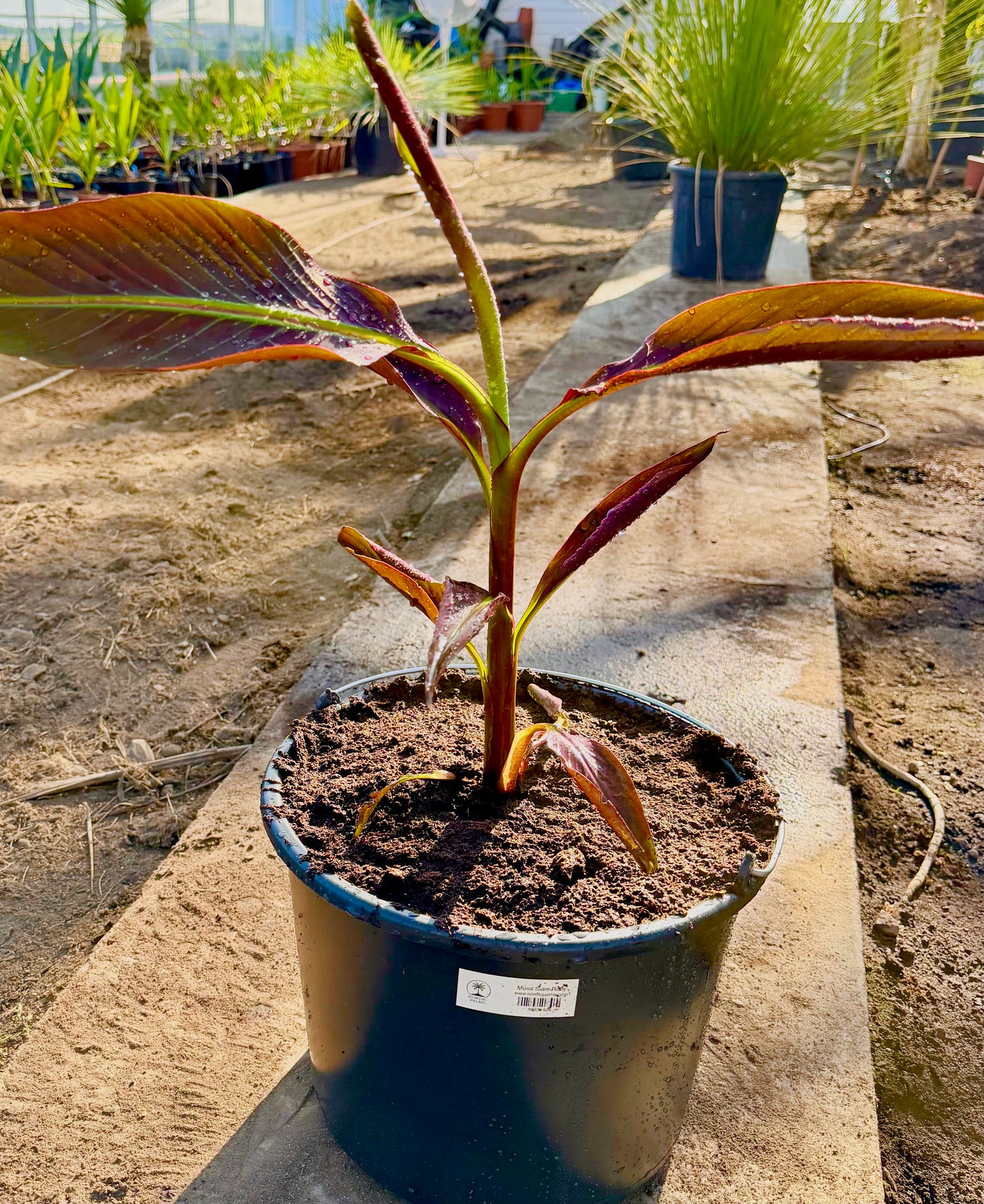 Musa Siam Ruby