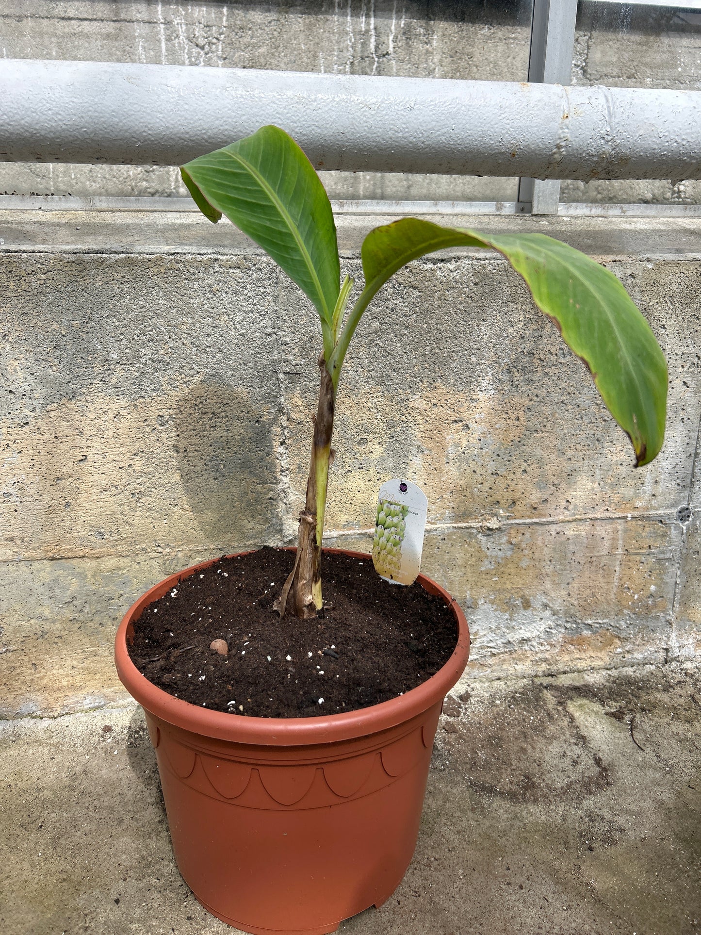 Musa x chiliocarpa