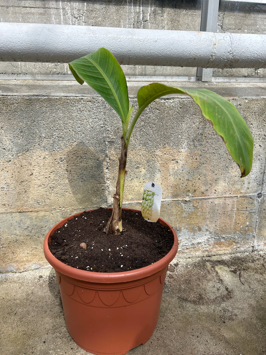 Musa x chiliocarpa