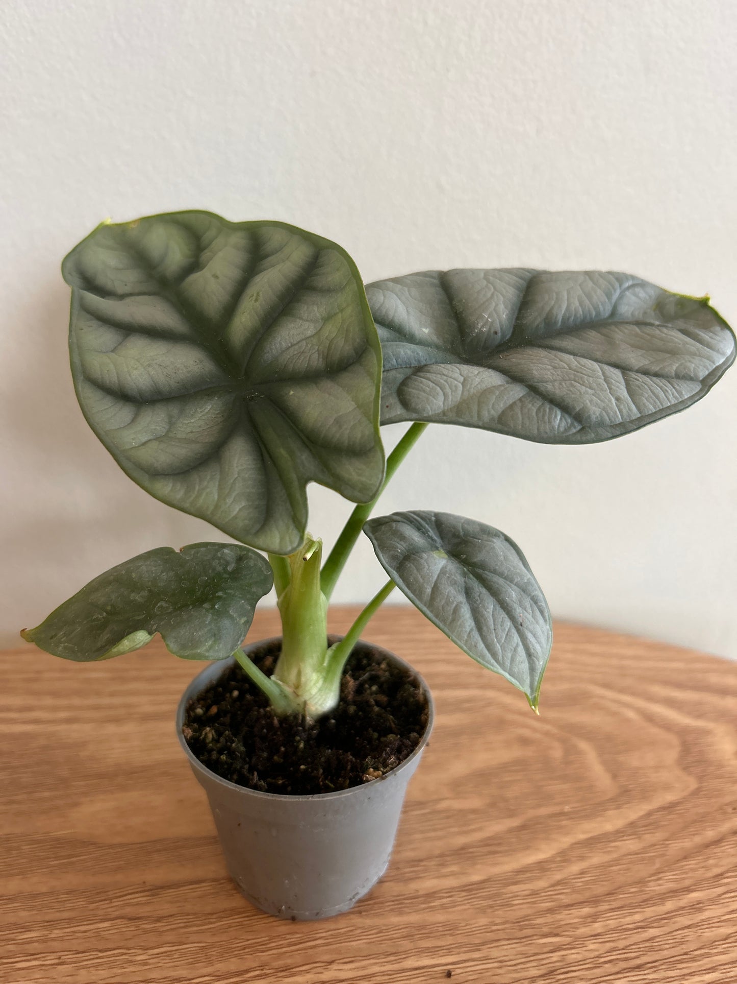 Alocasia 'Silver Dragon'