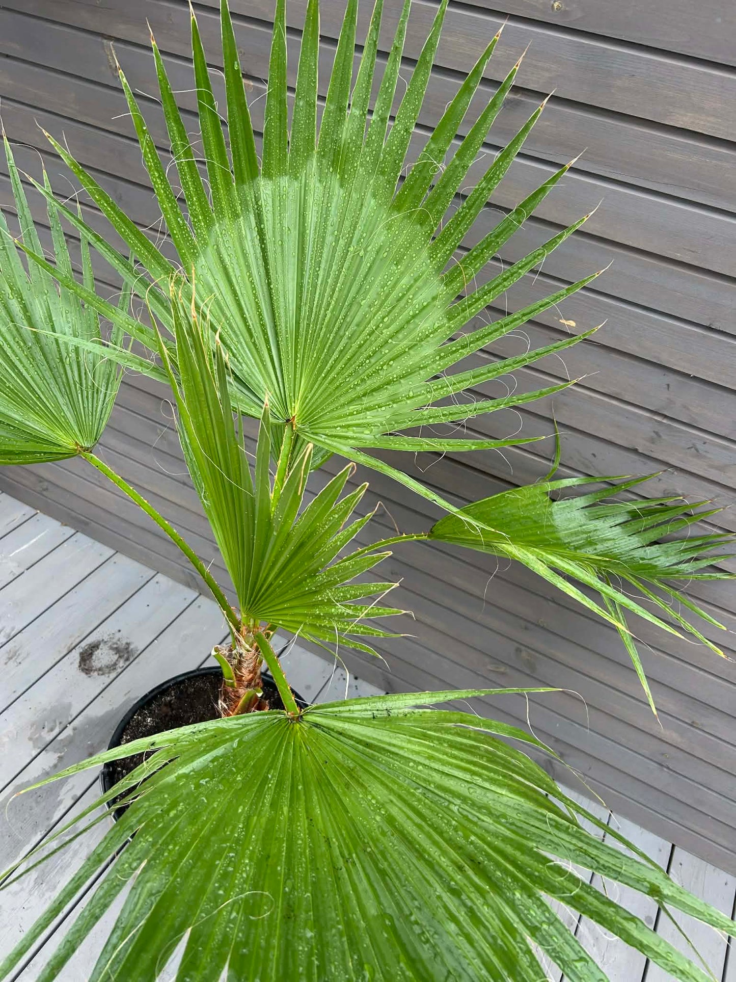 Washingtonia Robusta 20L