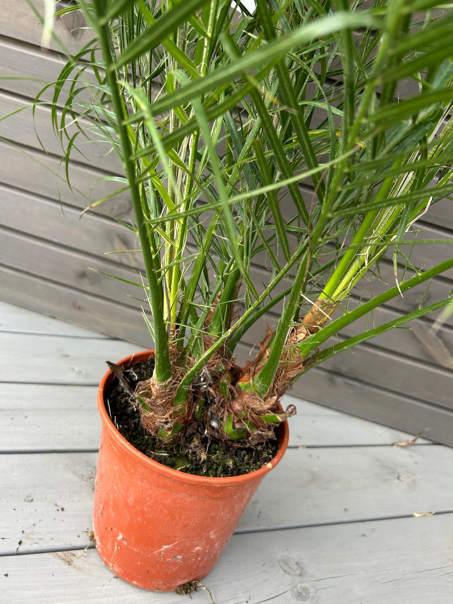 Phoenix Roebelenii