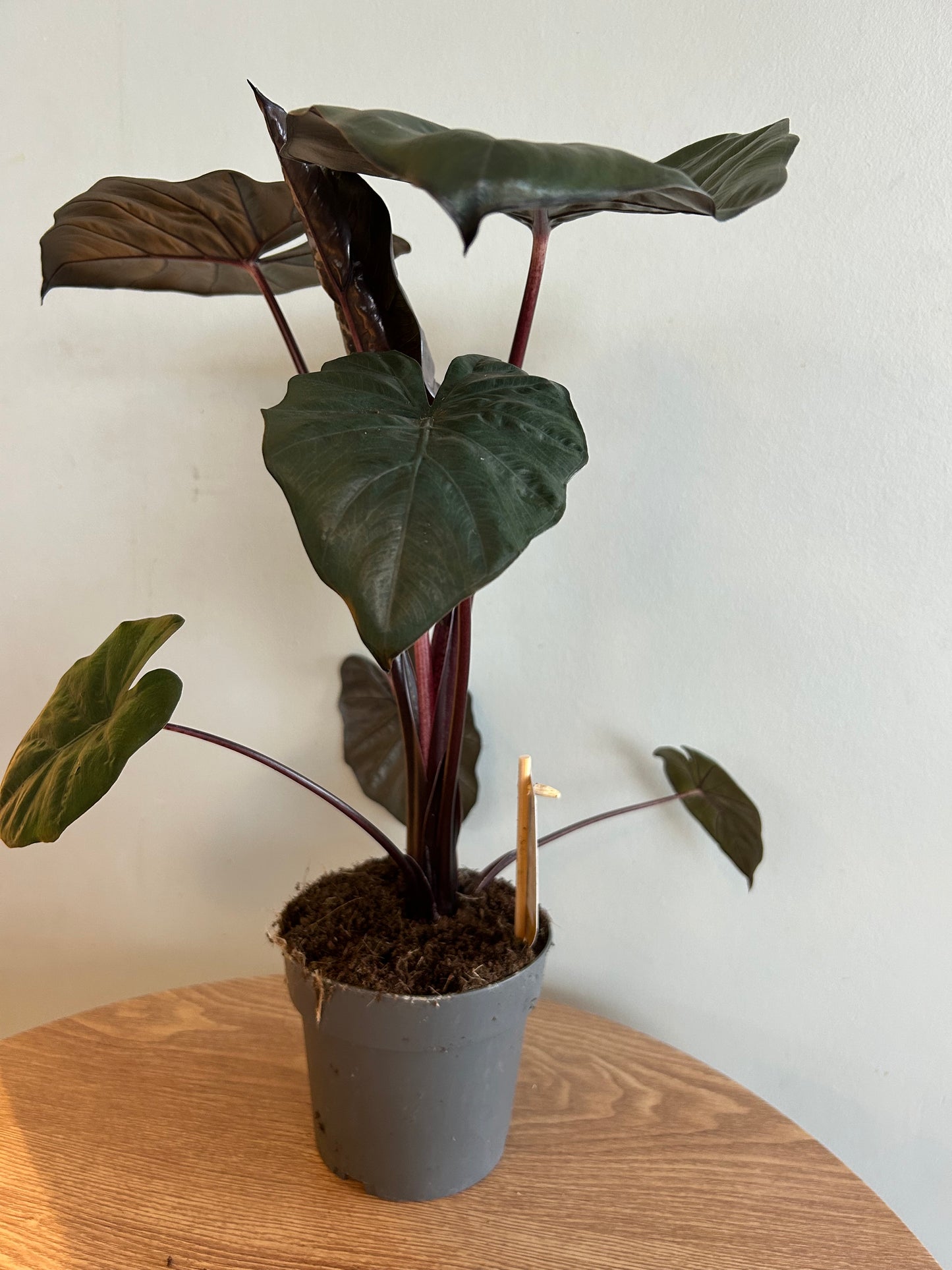 Alocasia 'Yucatan Princess'