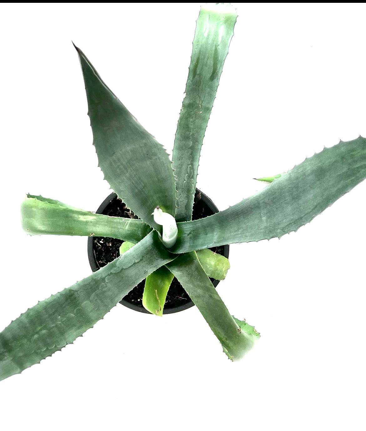 Agave Americana