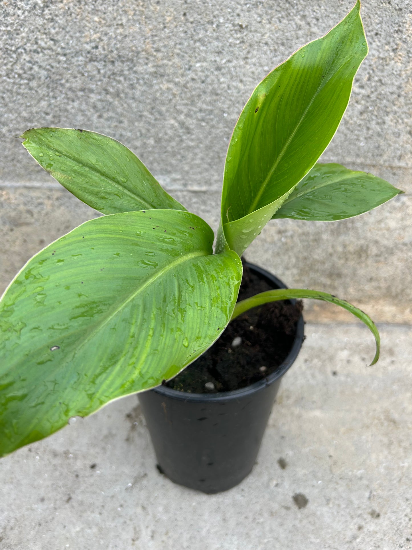 Ensete ventricosum