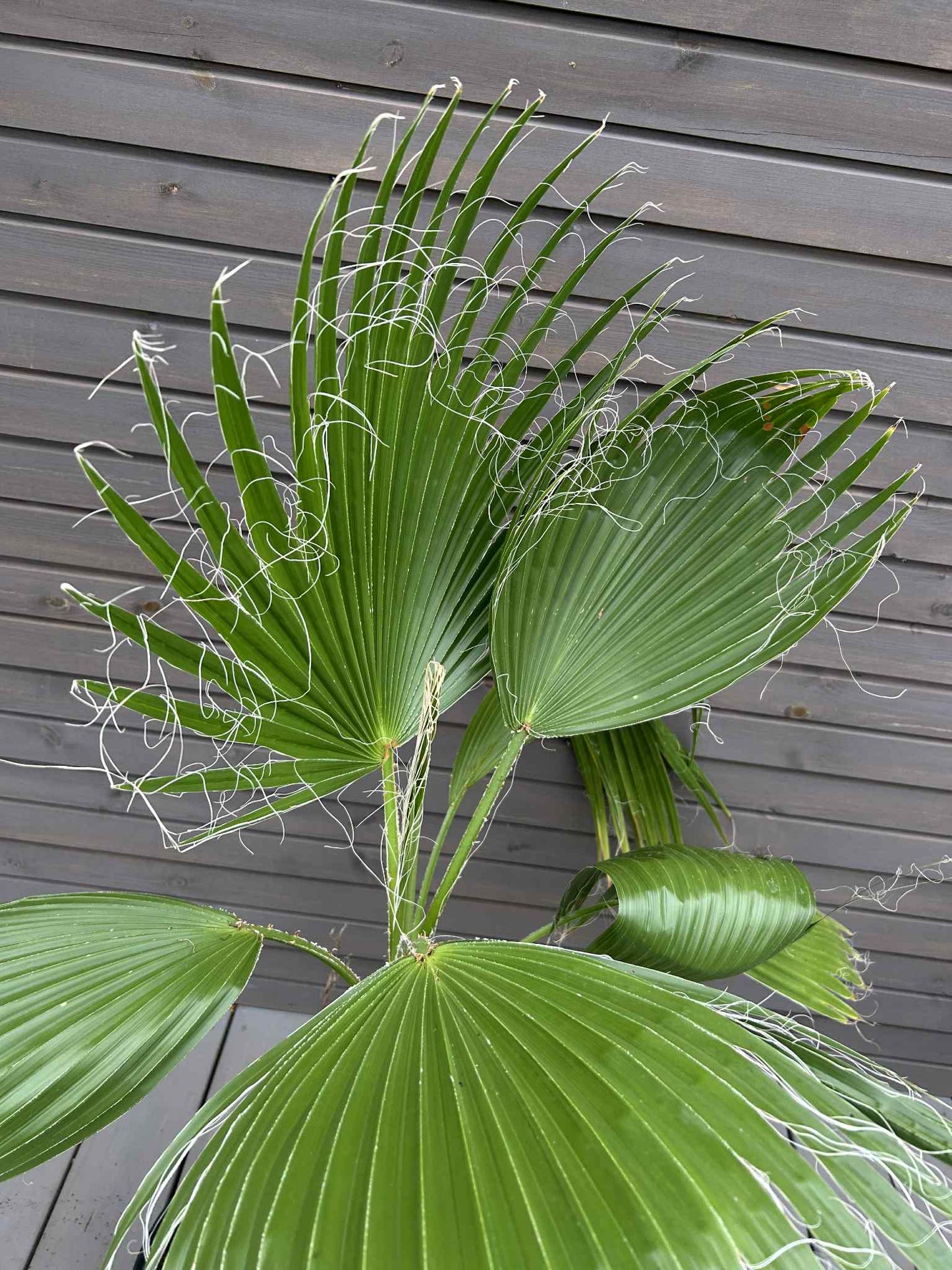 Washingtonia Robusta