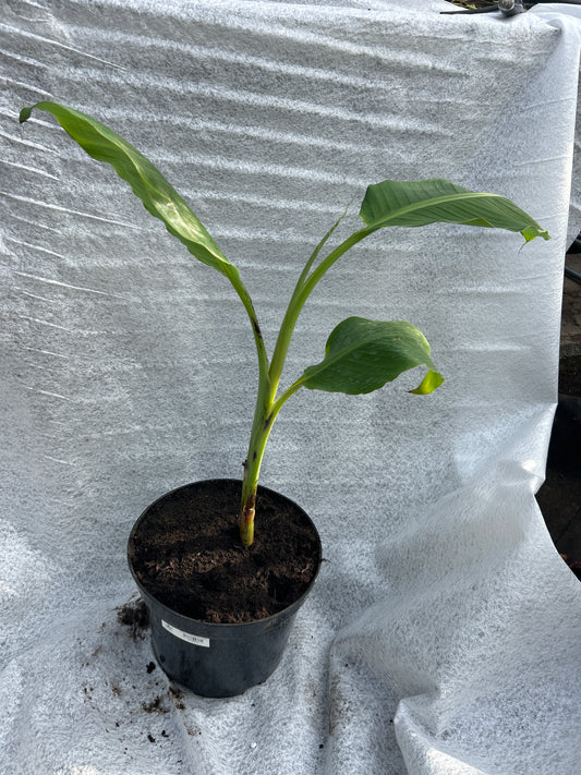Musa malbhog