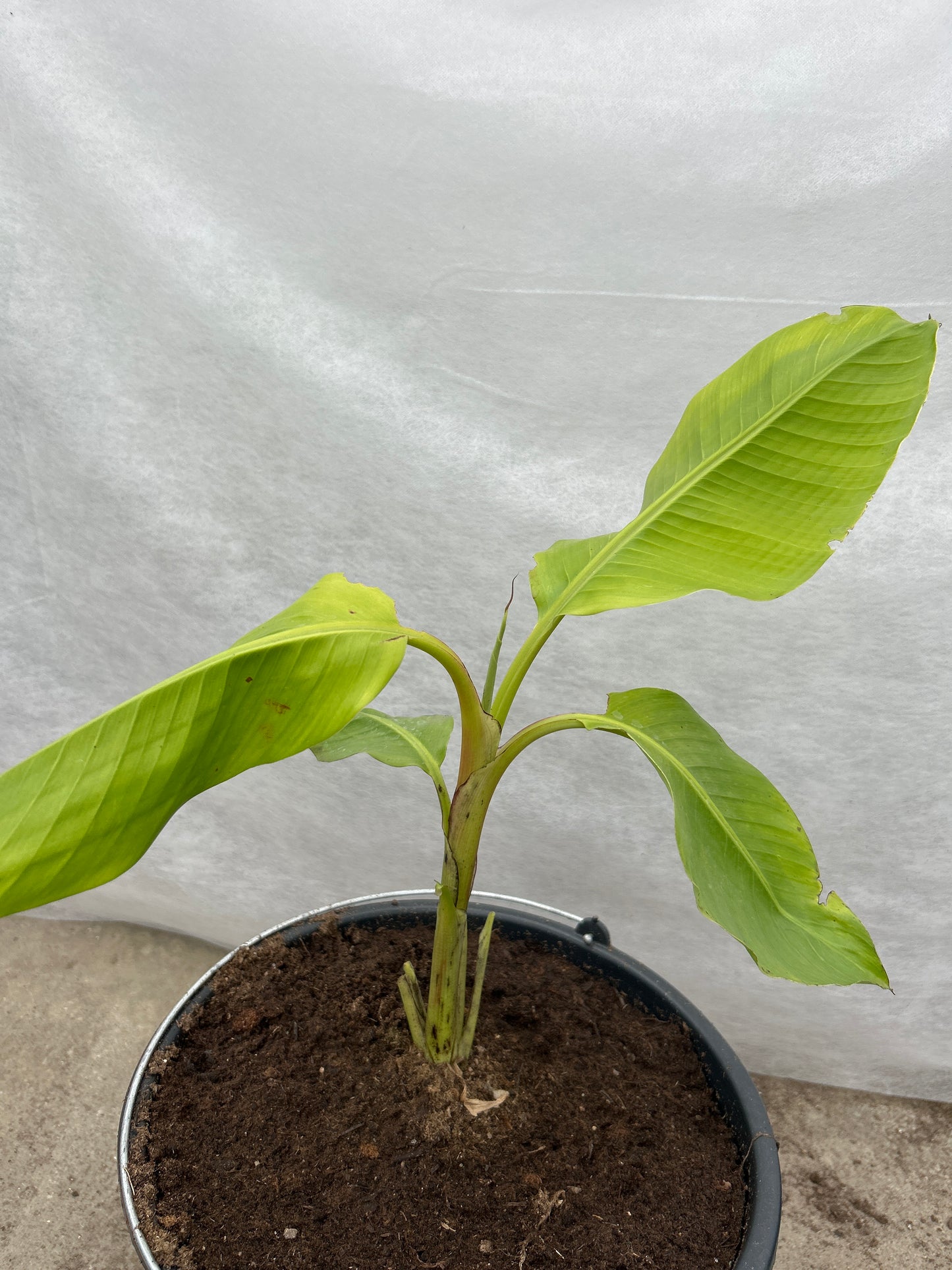 Musa ornata pink