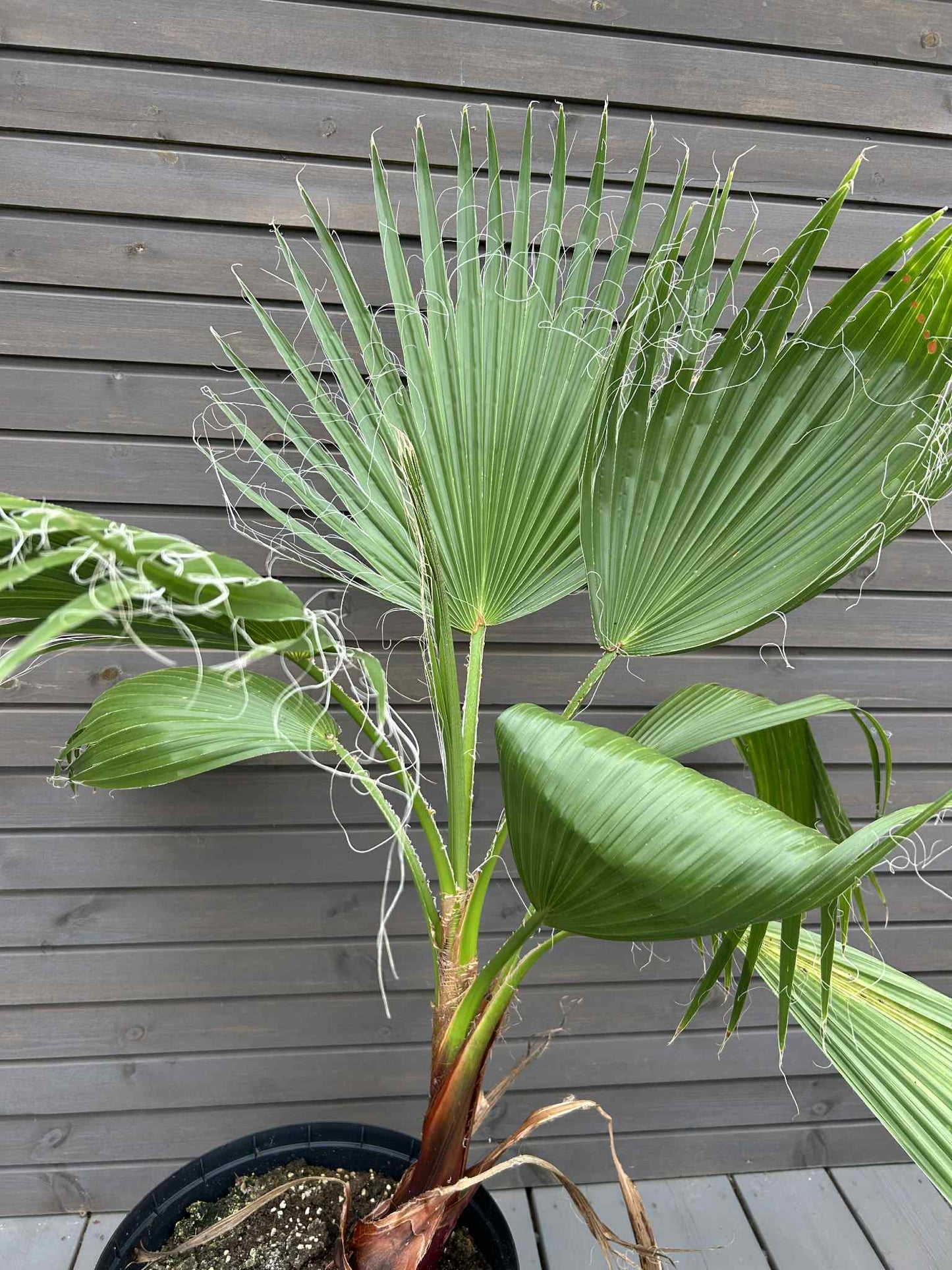 Washingtonia Robusta