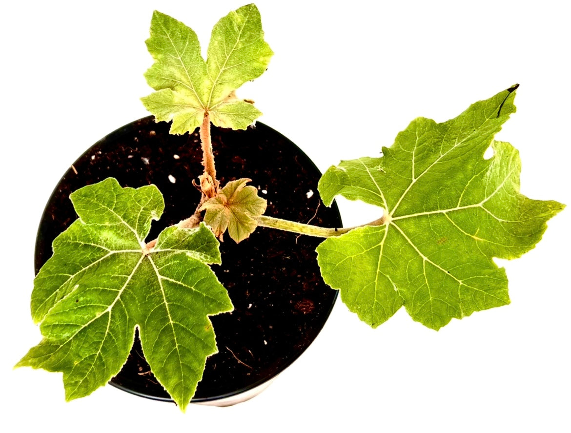 Tetrapanax papyrifer 'Rex'