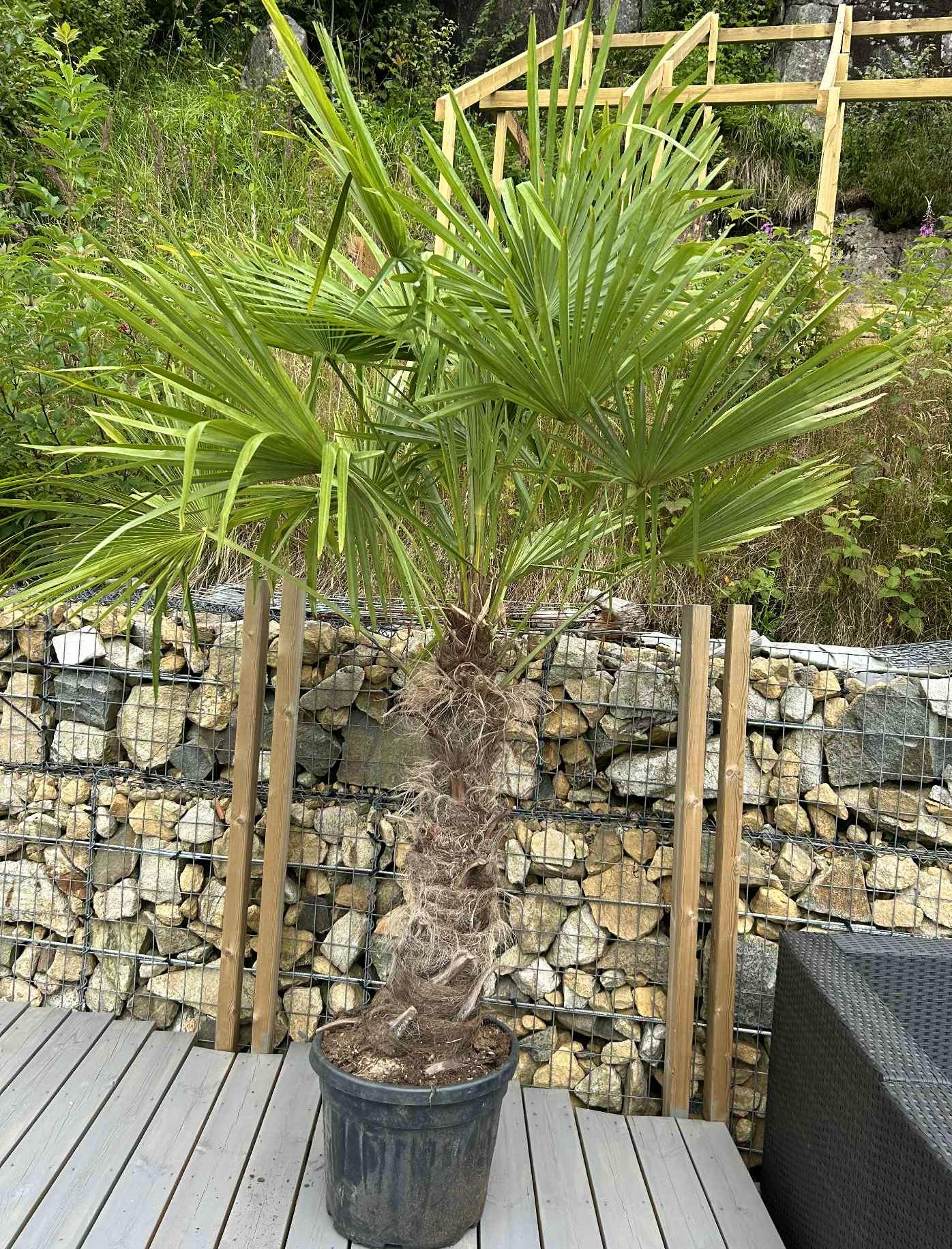 Trachycarpus Fortunei 90cm stamme