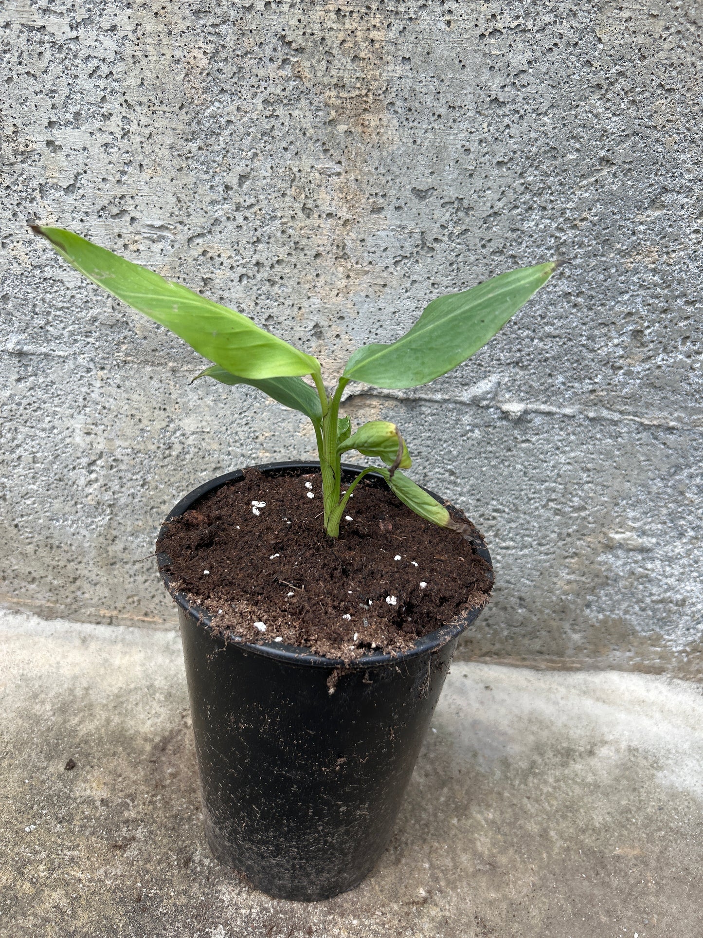 Musa aurantiaca