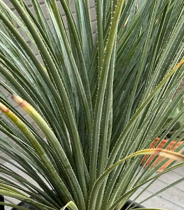Dasylirion serratifolium