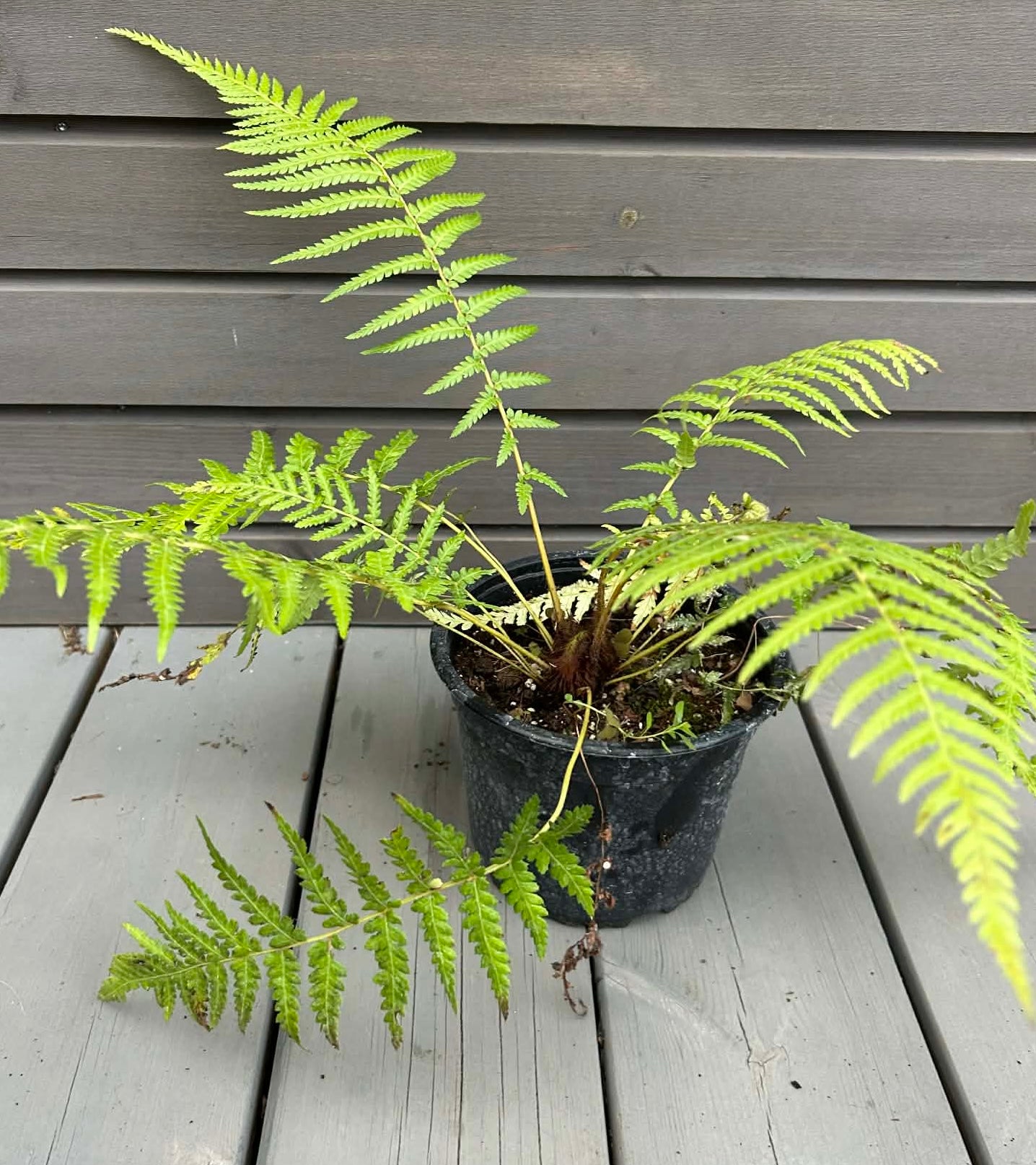 Dicksonia Antarctica