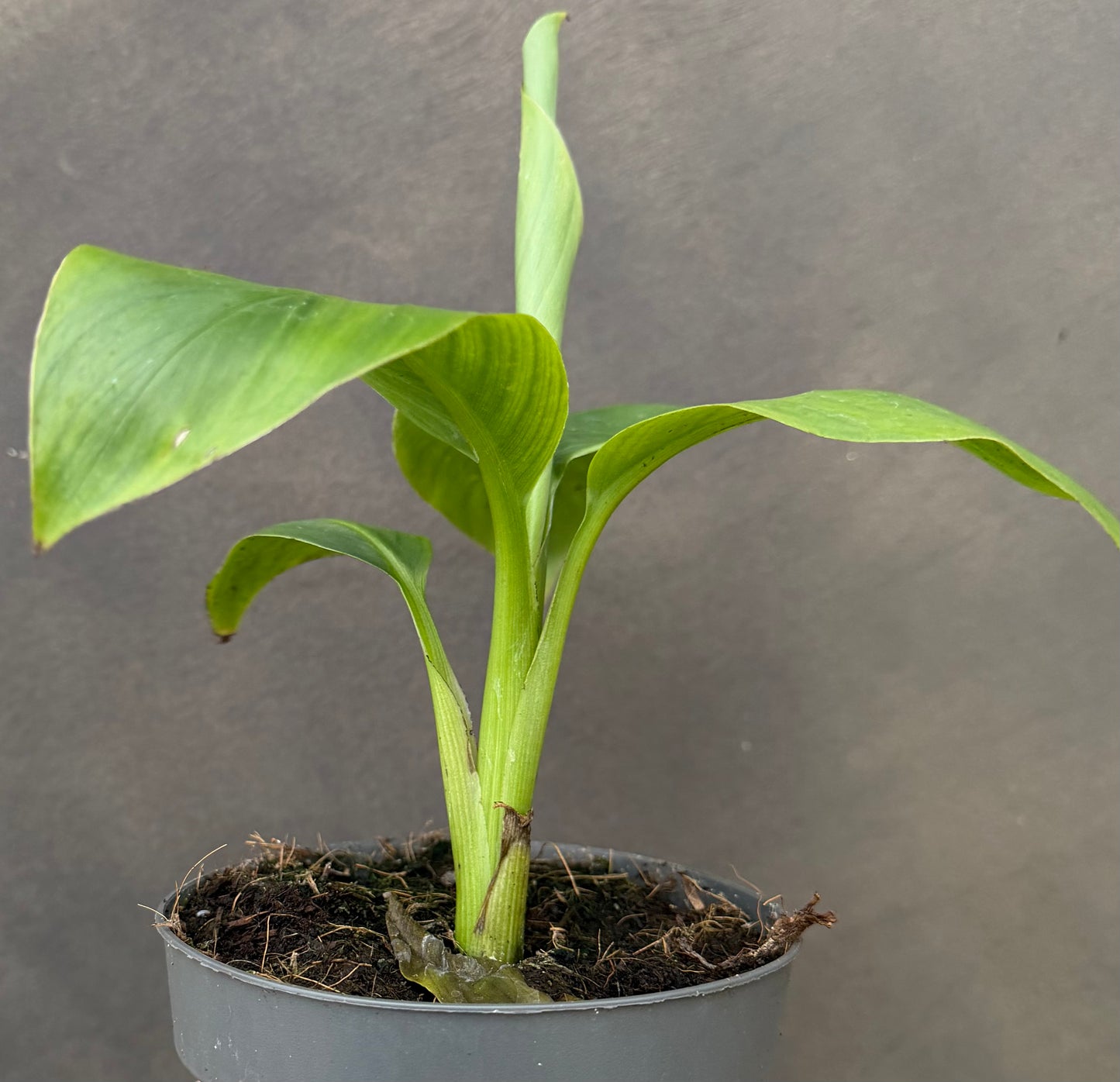 Musa Velutina