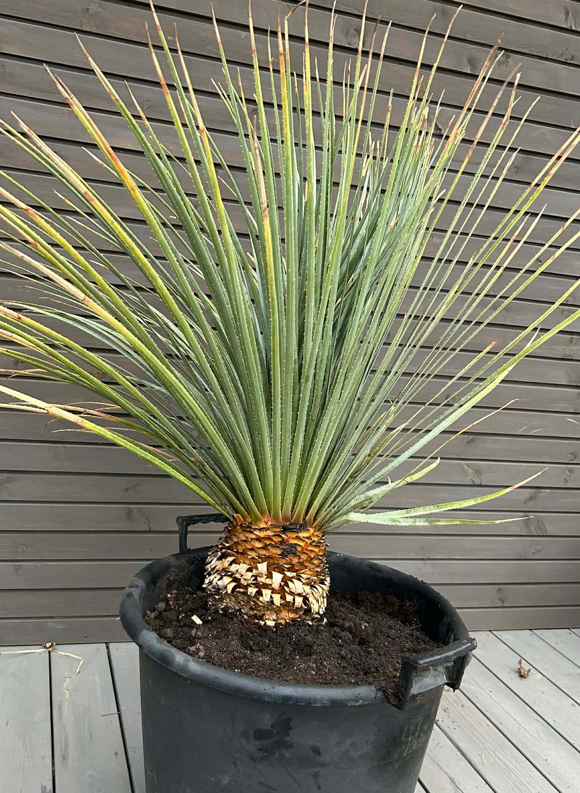 Dasylirion serratifolium