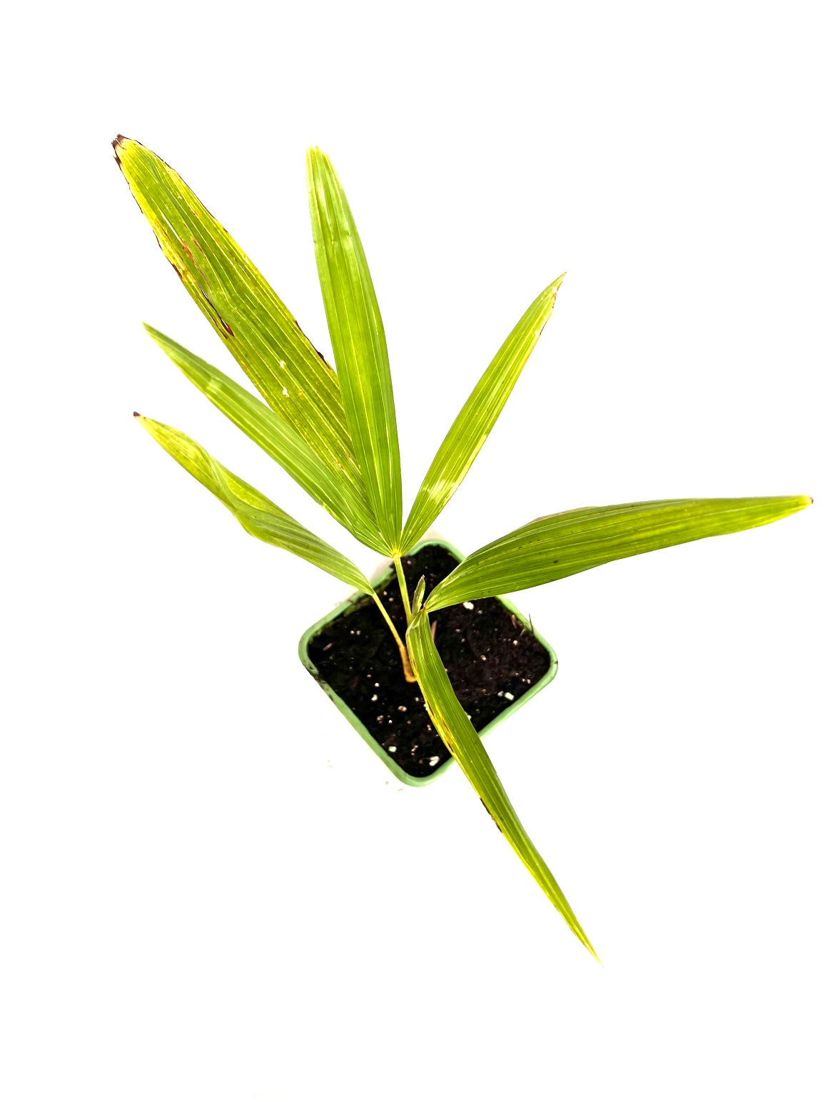 Trachycarpus Wagnerianus 1.5L