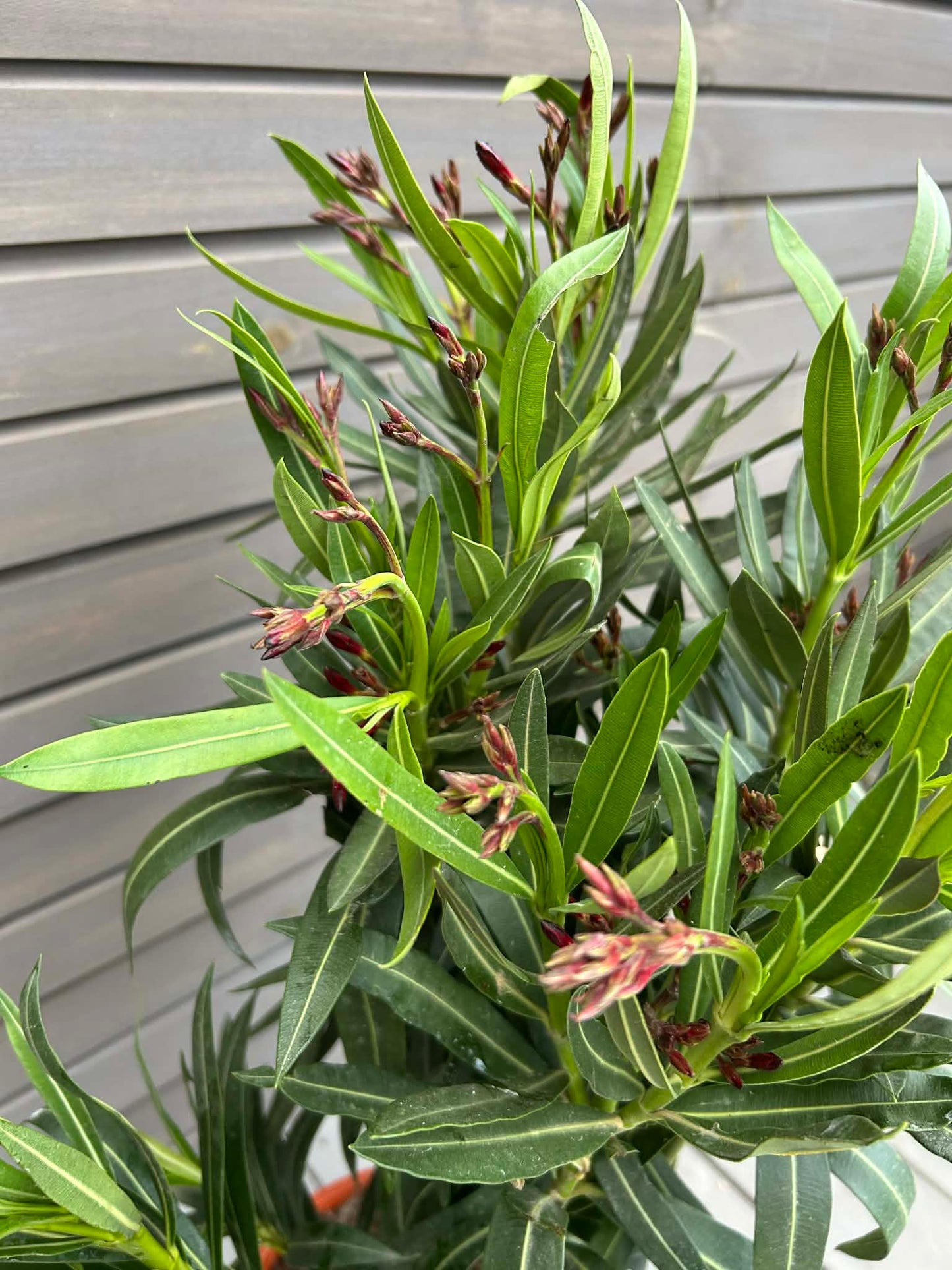 Oleander