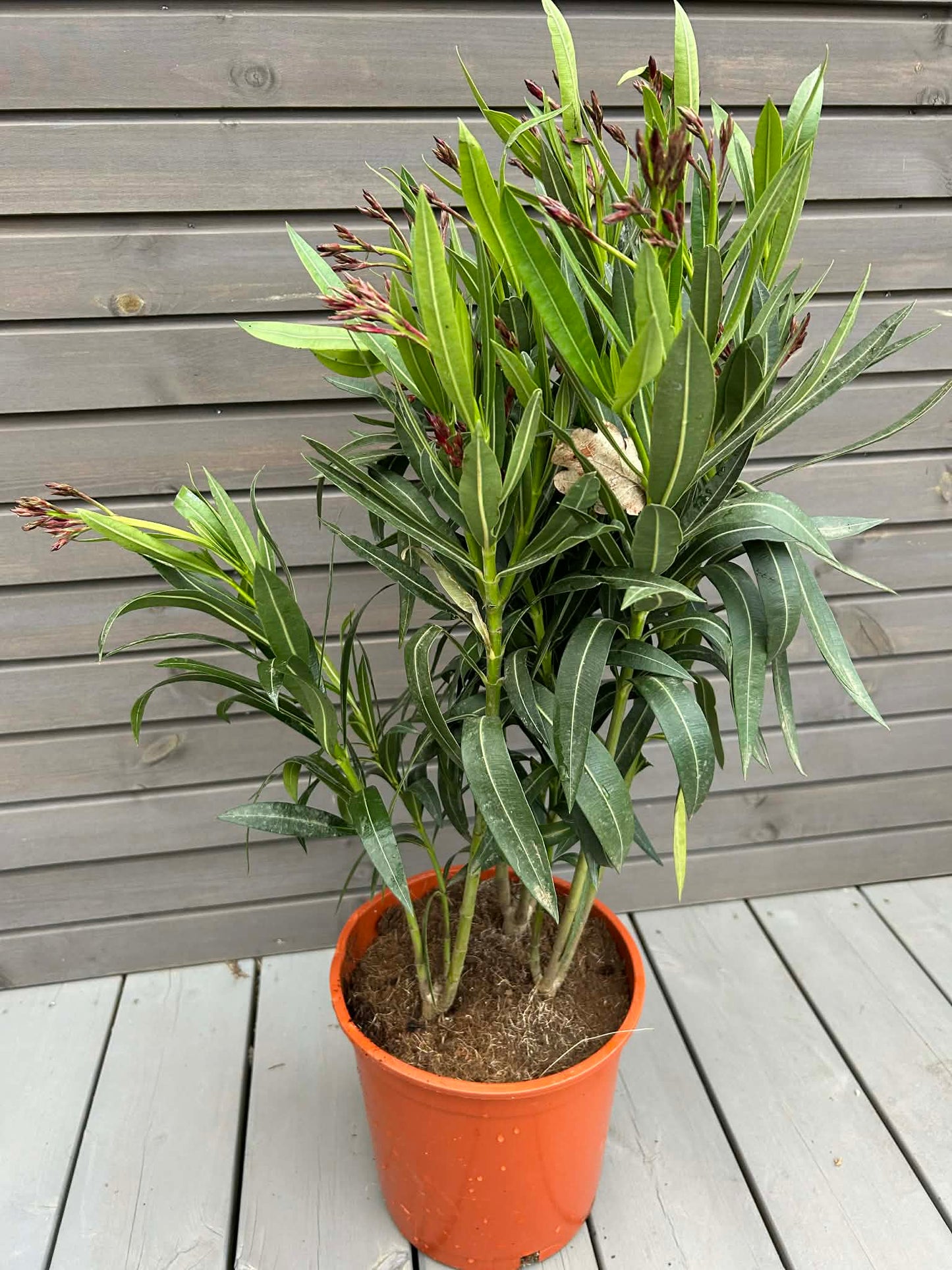 Oleander