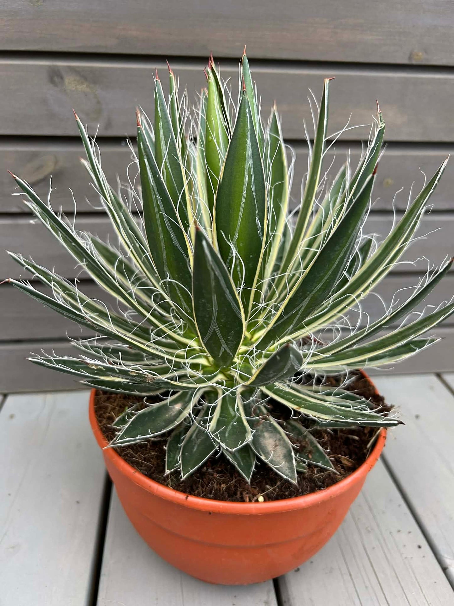 Agave Shidigera Shira Ito