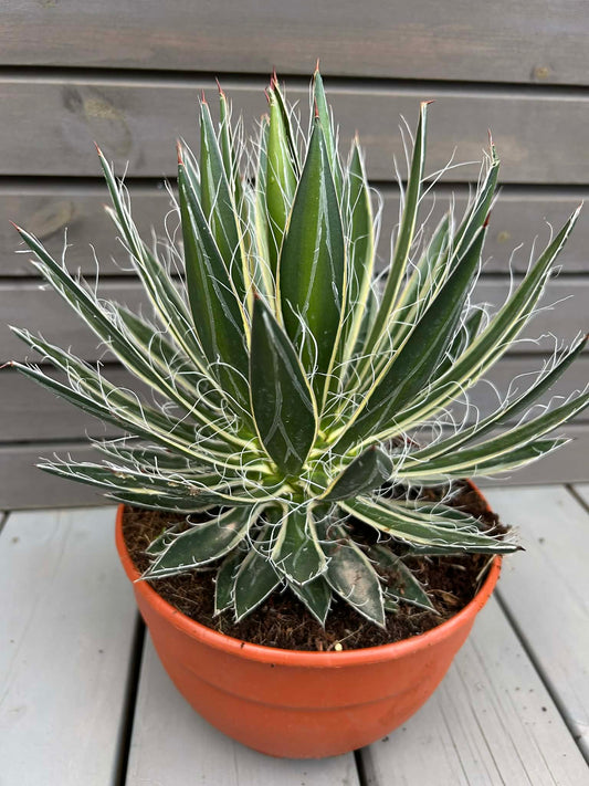 Agave Shidigera Shira Ito