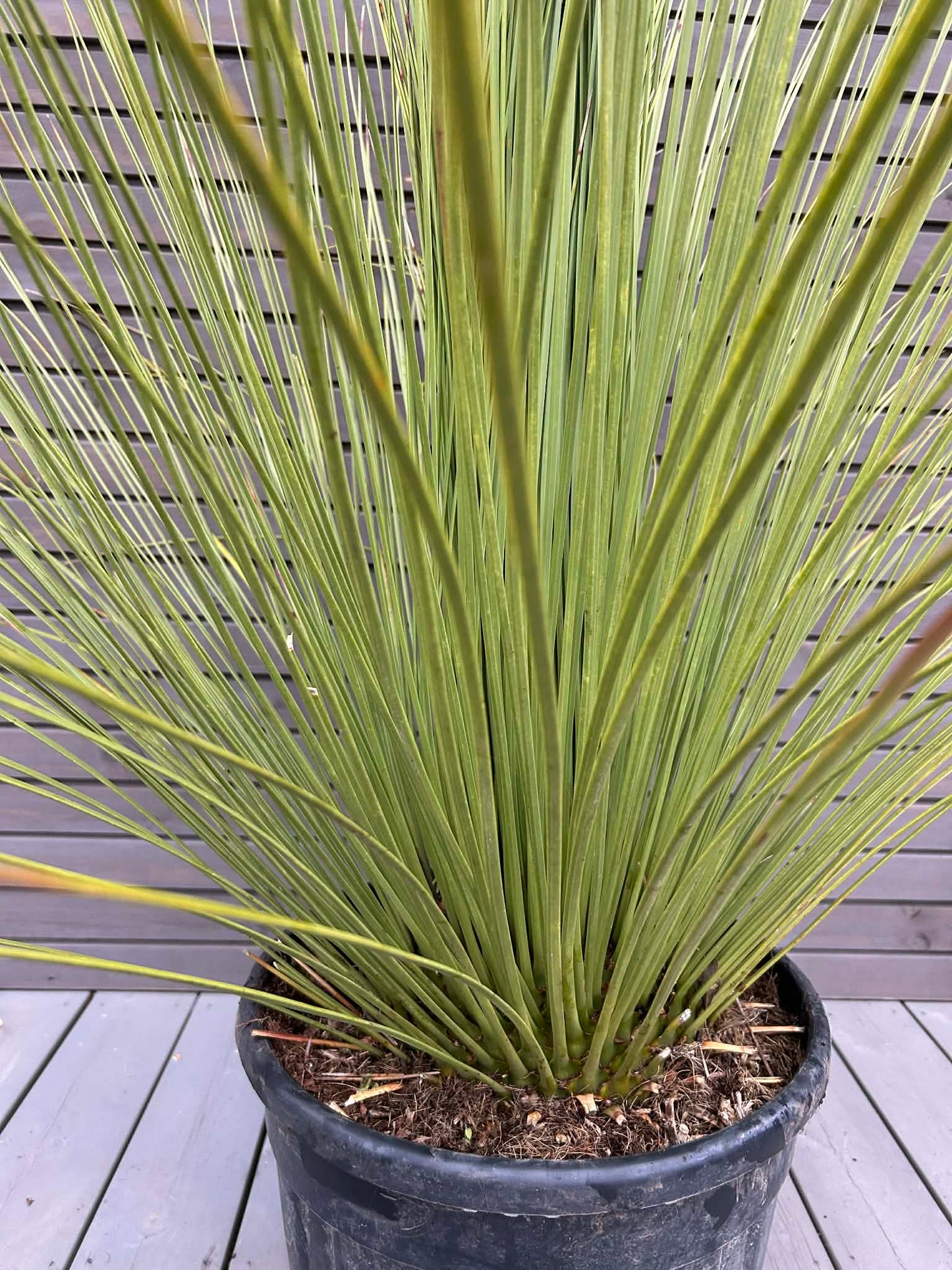 Dasylirion Longissimum
