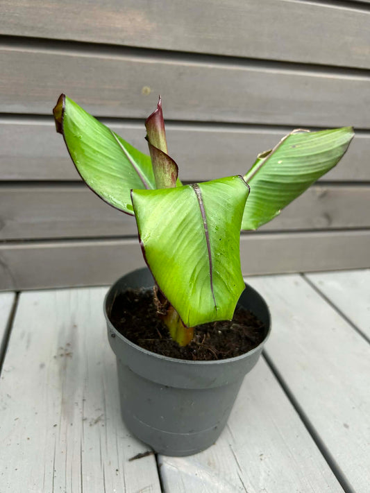 Ensete ventricosum maurelii 0.5L