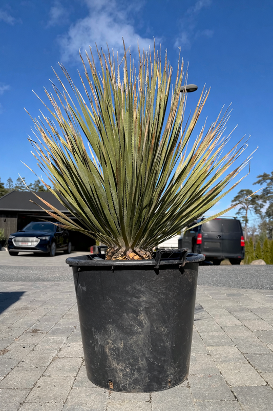 Dasylirion glaucophyllum