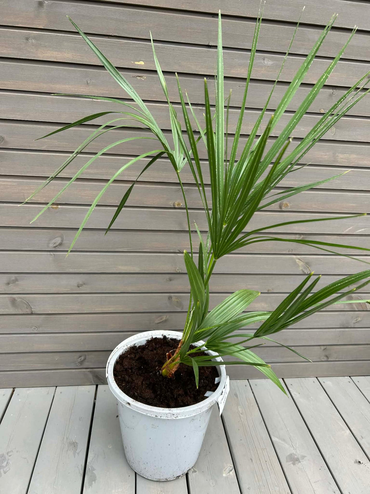 Chamaerops Humilis