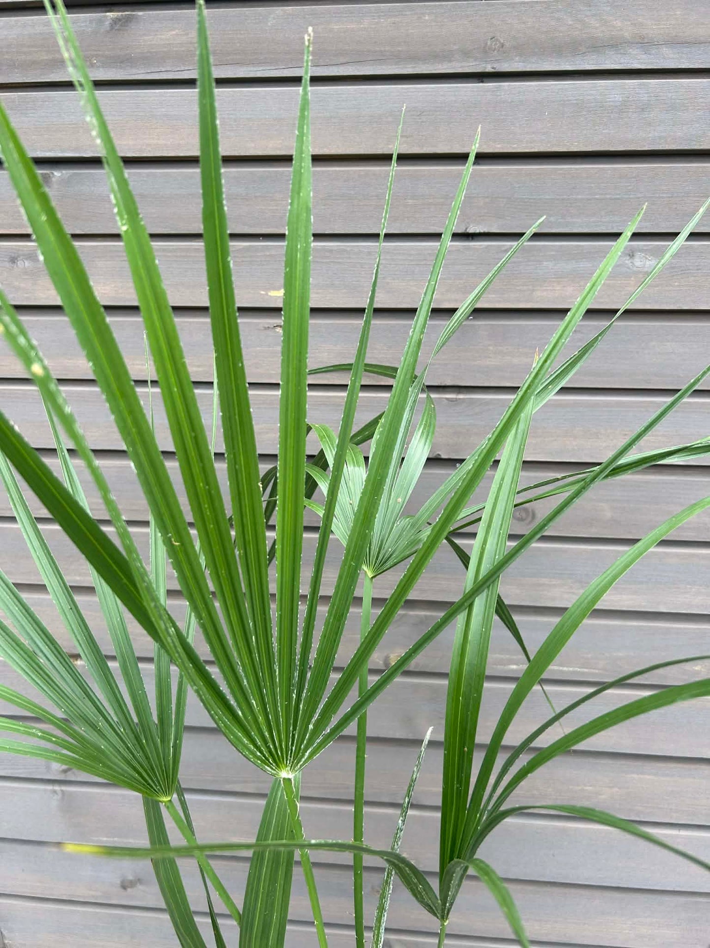 Chamaerops Humilis