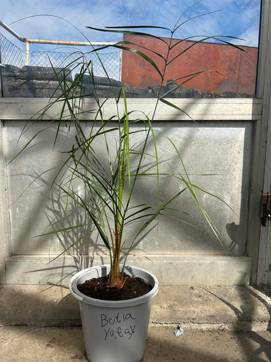 Butia Yatay