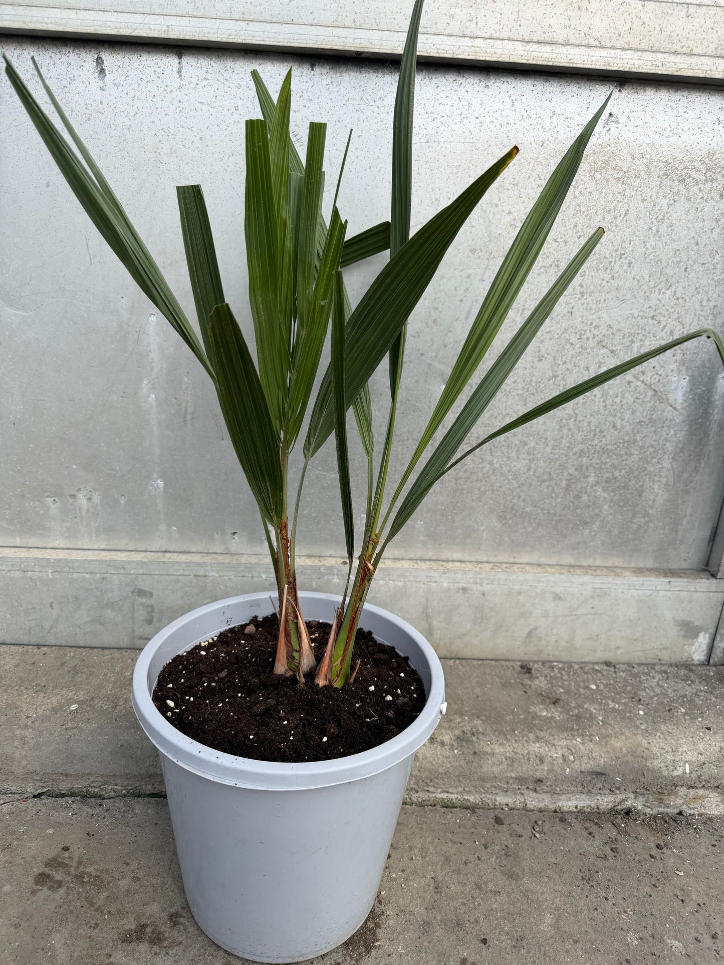 Butia Capitata