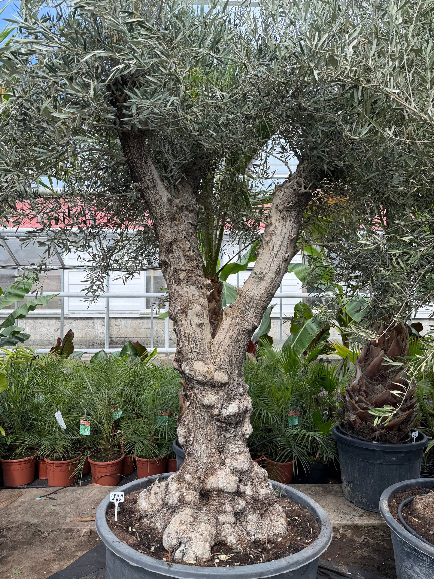 Olea Europea med ekstra kraftig to-delt stamme