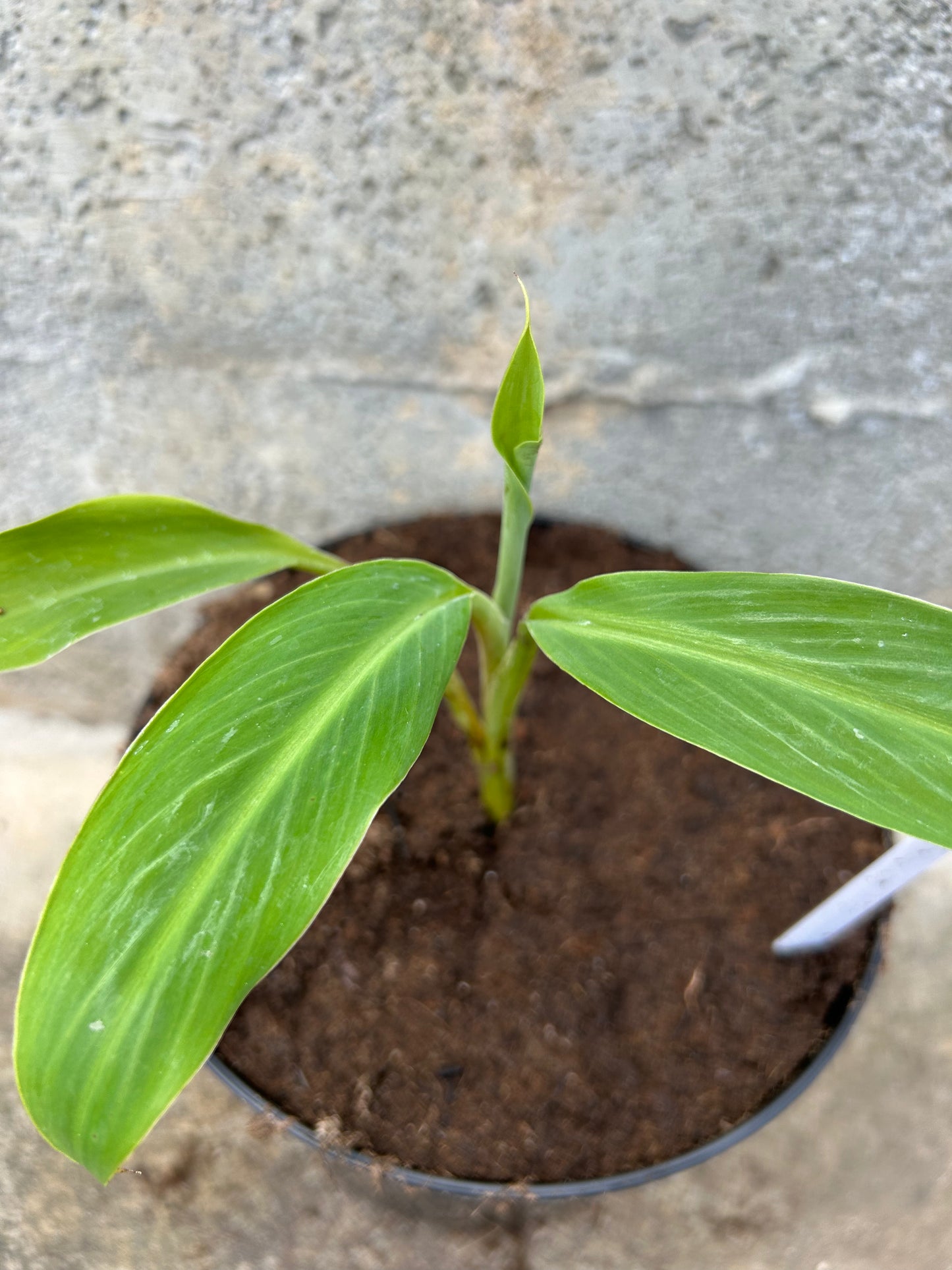 Musa balbisania