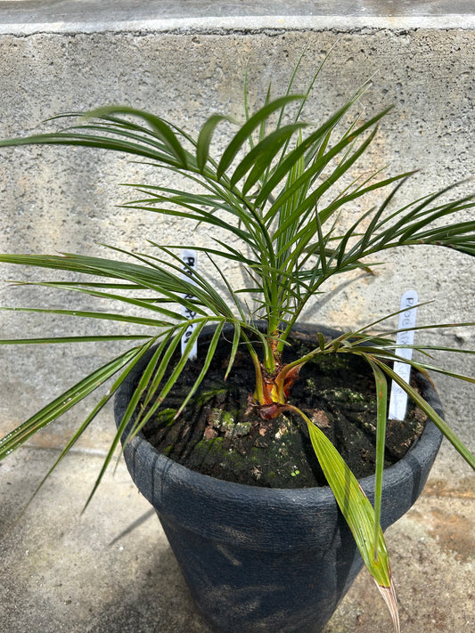 Phoenix Rupicola