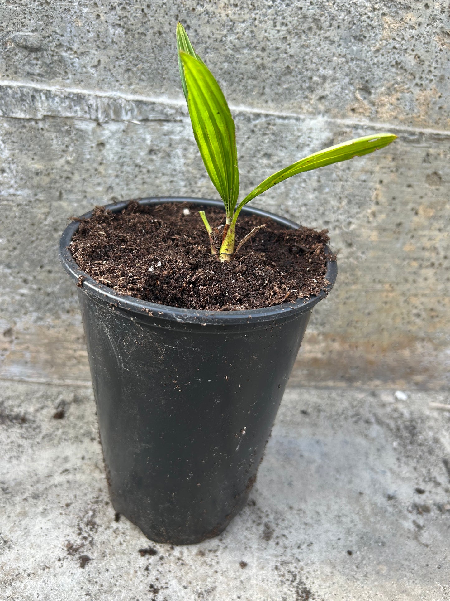 Trachycarpus Naini Tal