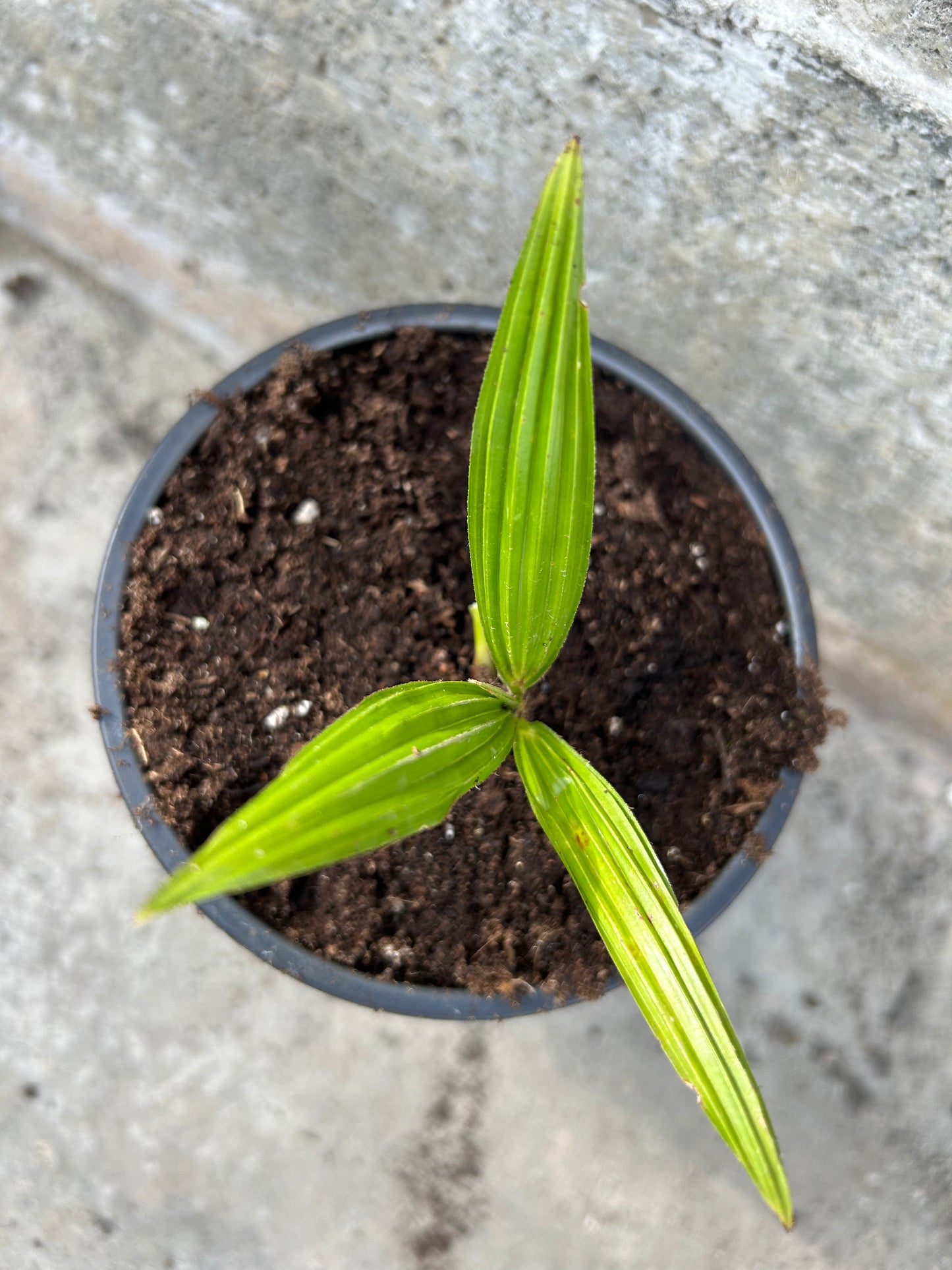 Trachycarpus Naini Tal