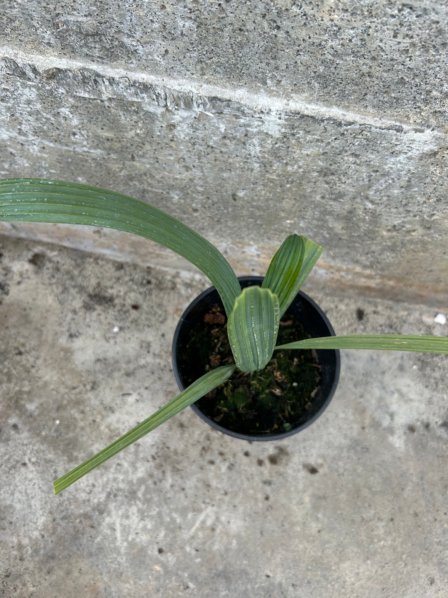 Sabal Minor