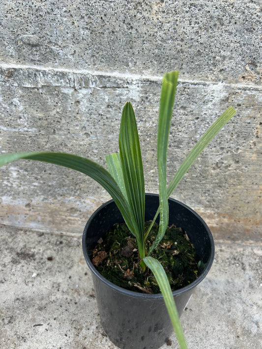 Sabal Minor