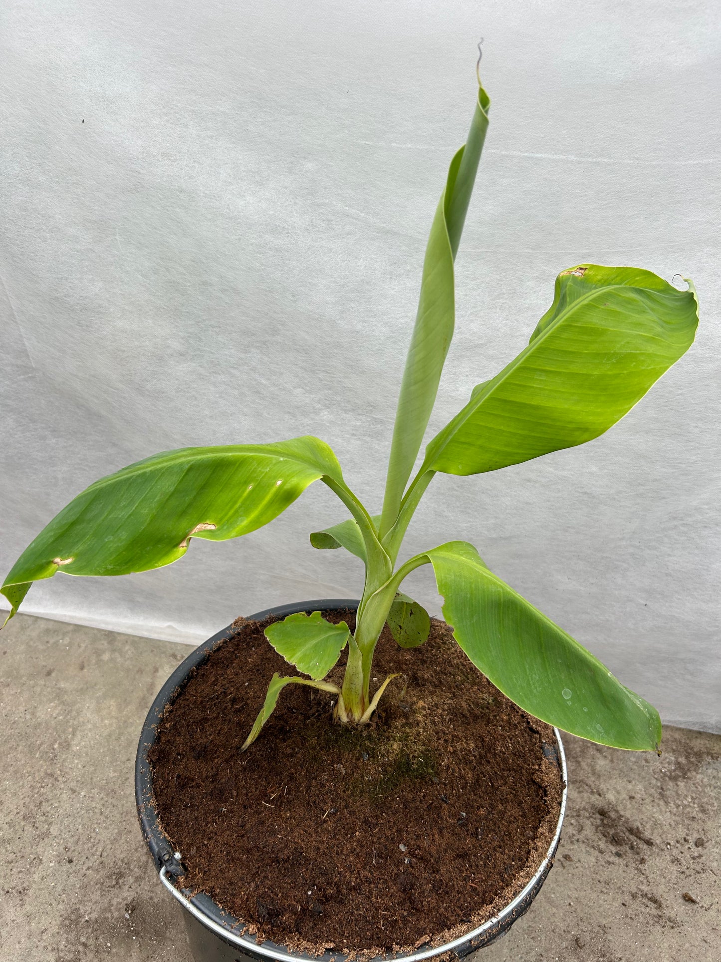 Musa laterita