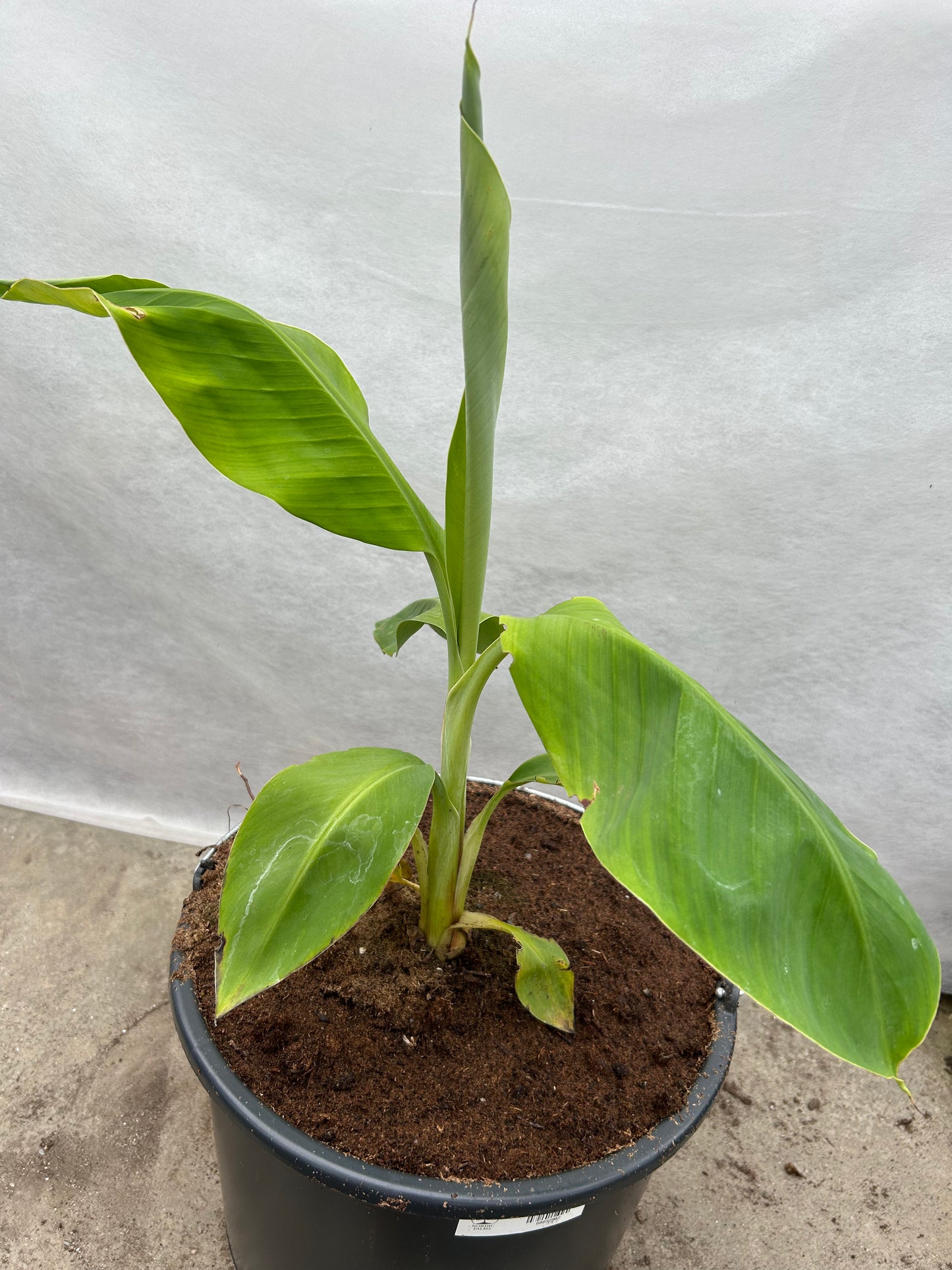 Musa laterita