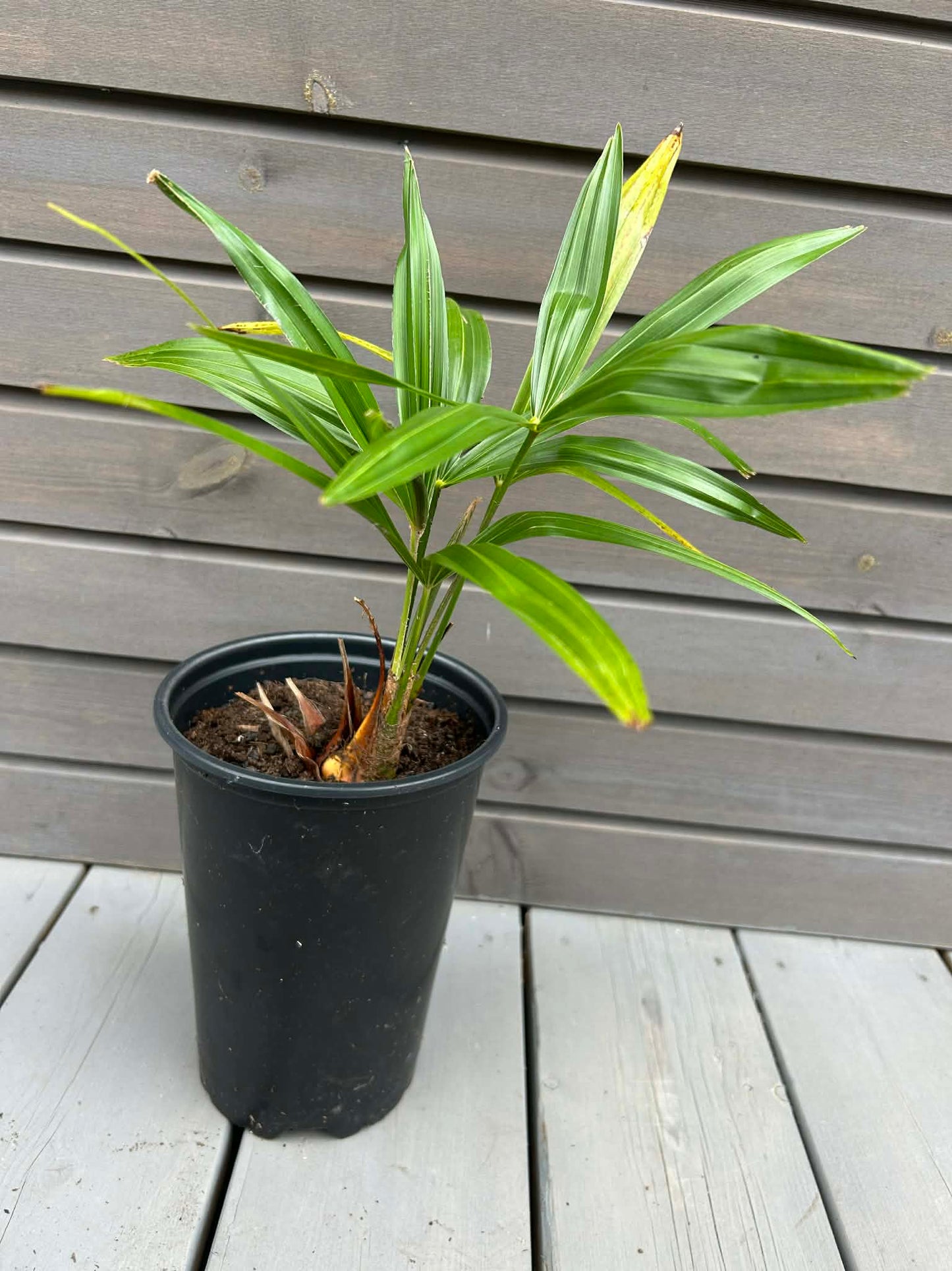 Trachycarpus Fortunei