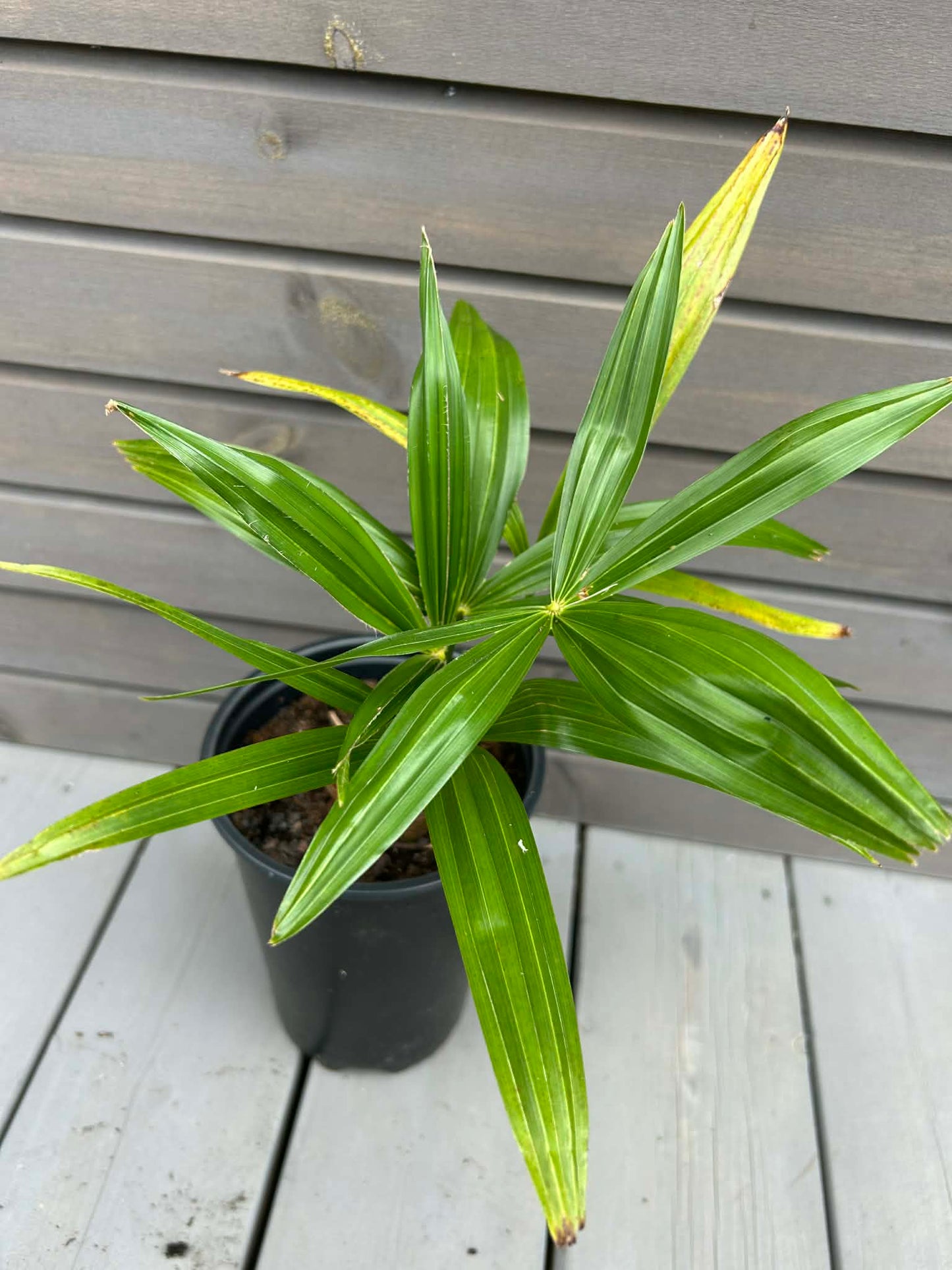 Trachycarpus Fortunei