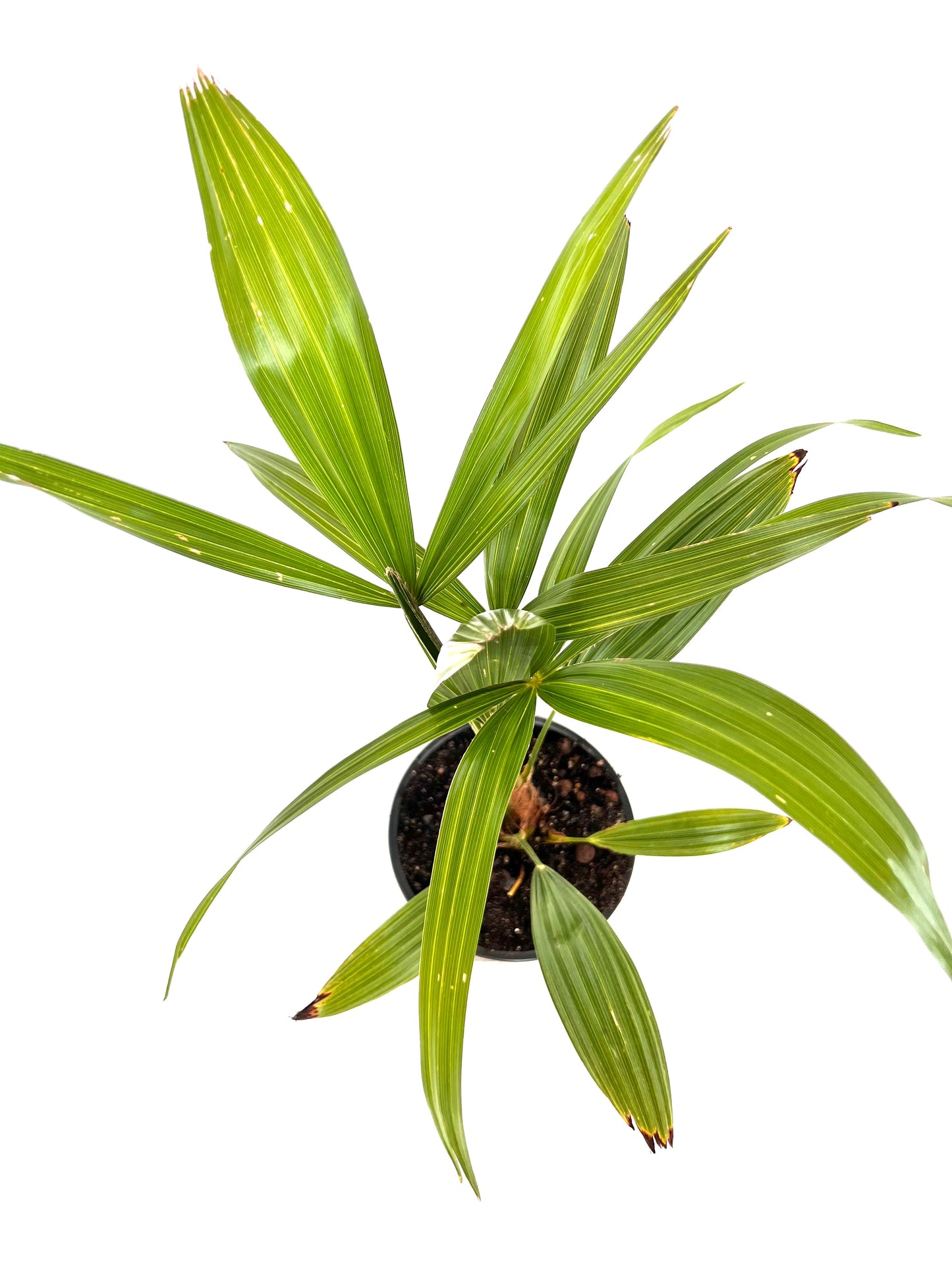 Trachycarpus Fortunei