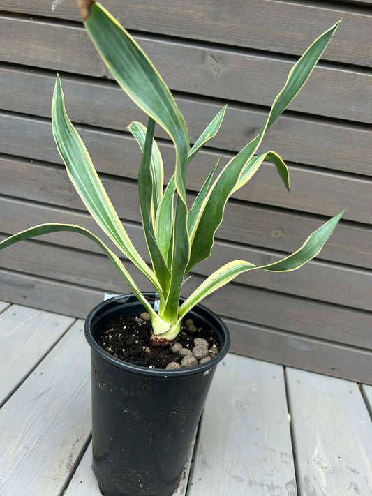 Yucca Filamentosa Variegata