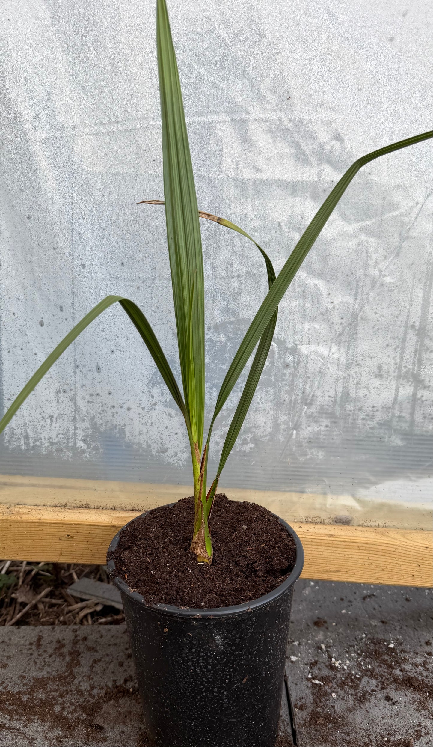 Butia Capitata